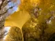湯布院（ほてい）屋公共露天浴池