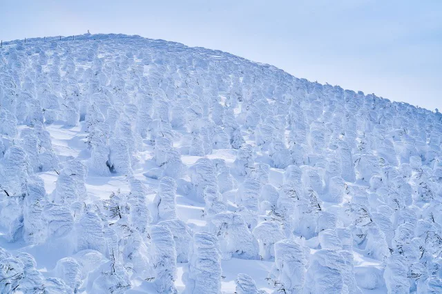 成熟的藏王 Snow Monster 樹冰群，樹體已被厚重冰雪包覆
