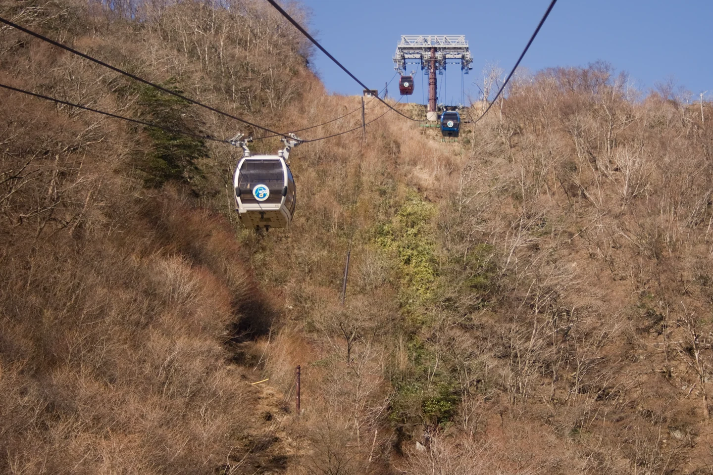 箱根空中纜車穿越強羅至大涌谷一帶的林坡